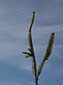 Picea abies Cranstonii IMG_2900 Świerk pospolity